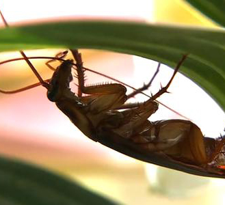 蟑螂繁殖的季節以及它的危害