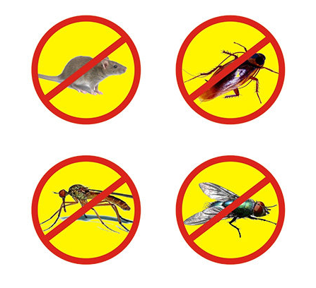 白蟻與螞蟻的區別